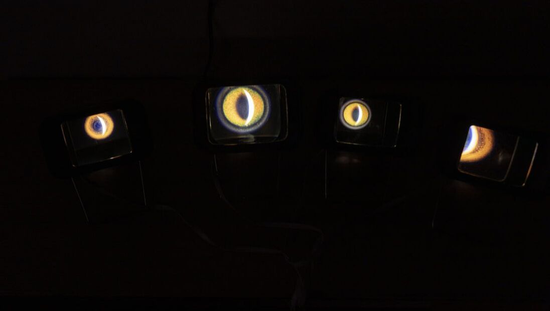 Four glowing animal eyes against a black background